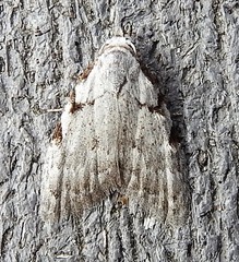 Nola triquetrana