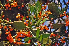 Phoradendron quadrangulare