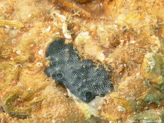 Chelonaplysilla noevus