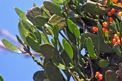 Phoradendron quadrangulare