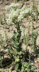 Lepidium appelianum