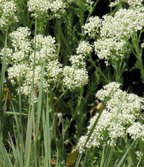 Lepidium appelianum