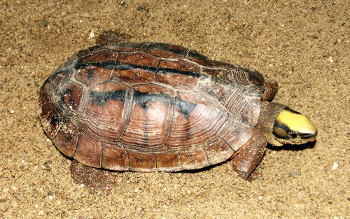 Vietnamese Three-striped Box Turtle (Cuora cyclornata) · iNaturalist