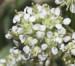 Lepidium appelianum