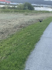 Porphyrio melanotus melanotus