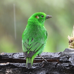 Chlorochrysa phoenicotis
