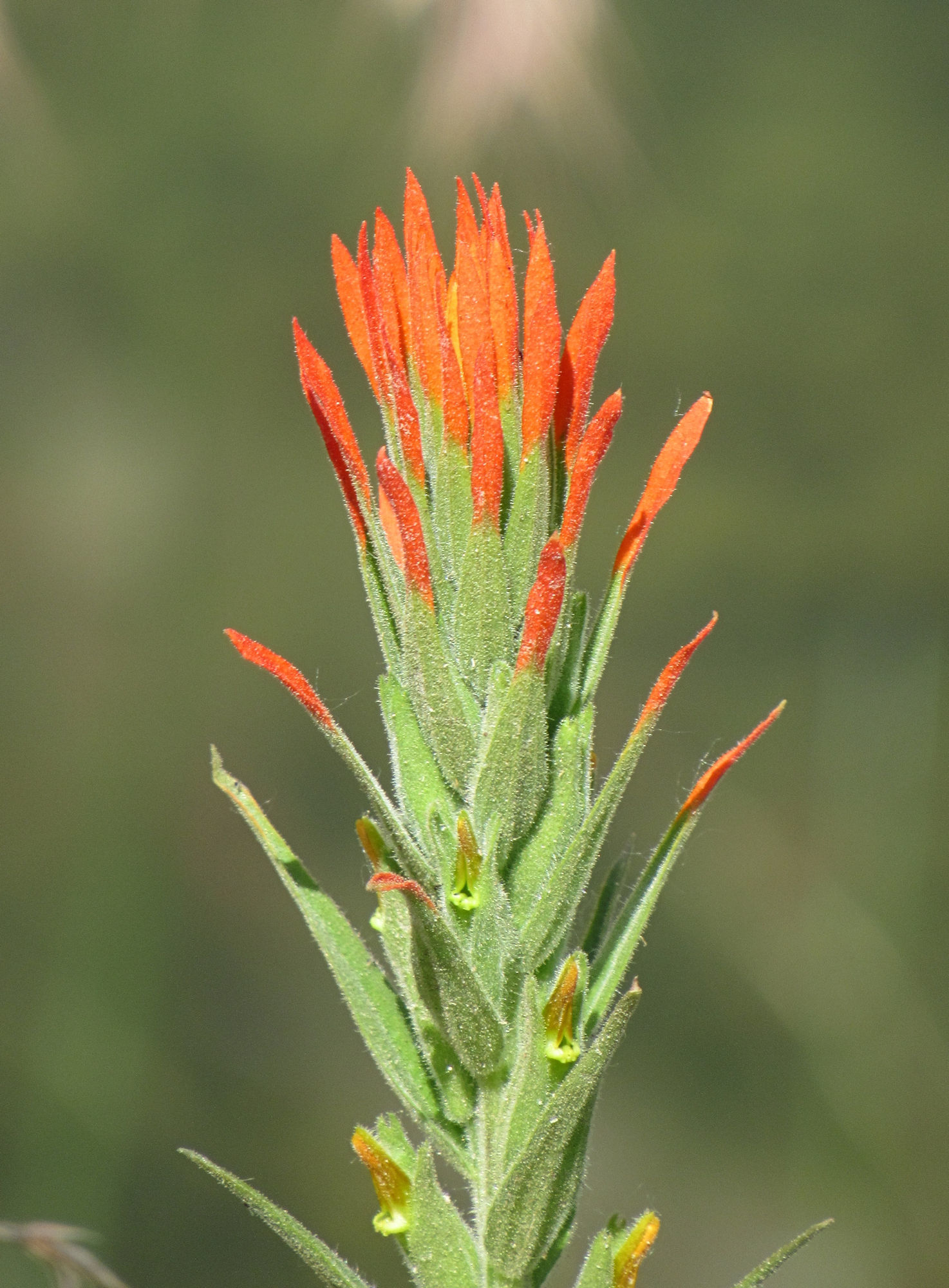 Castilleja minor