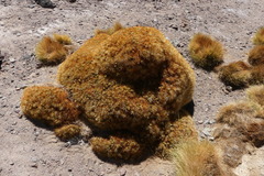 Maihueniopsis camachoi