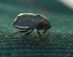 Legnotus limbosus