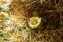Maihueniopsis camachoi