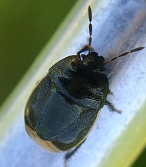 Legnotus limbosus