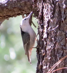 Sitta carolinensis nelsoni