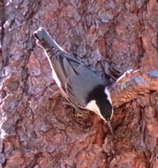 Sitta carolinensis nelsoni
