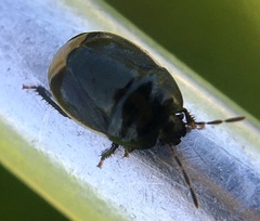 Legnotus limbosus