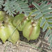 Astragalus amblytropis - Photo (c) Wendy McCrady,  זכויות יוצרים חלקיות (CC BY), הועלה על ידי Wendy McCrady