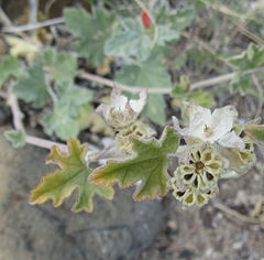 Sphaeralcea munroana