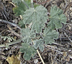 Sphaeralcea munroana