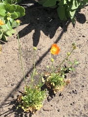 Papaver californicum