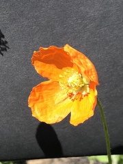 Papaver californicum