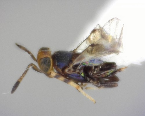 Neococcidencyrtus