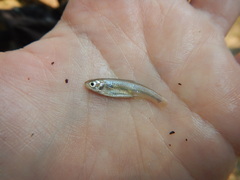 Cyprinella lutrensis