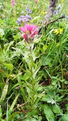 Castilleja parviflora oreopola