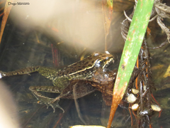 Lithobates maculatus