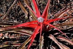 Bromelia serra
