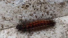 Paracles phaeocera