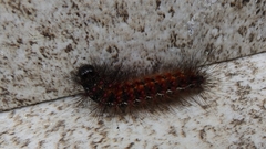 Paracles phaeocera