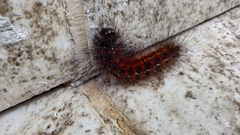Paracles phaeocera