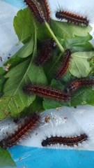 Paracles phaeocera
