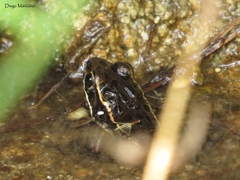 Lithobates maculatus