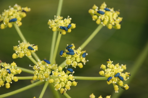 Image of Nanobubon strictum by (c) Tony Rebelo, some rights reserved (CC BY-SA)