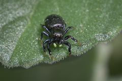 Heliophanus orchesta