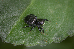 Heliophanus orchesta