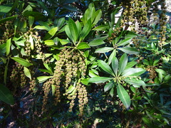 Pieris koidzumiana