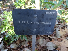 Pieris koidzumiana
