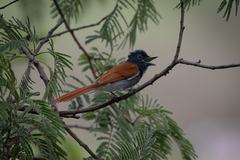 Terpsiphone viridis plumbeiceps