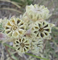 Sphaeralcea munroana