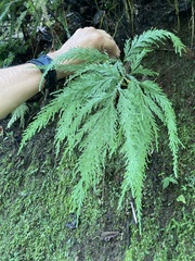 Selaginella