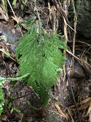 Selaginella