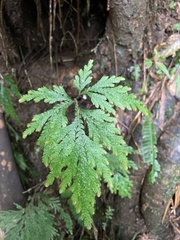 Selaginella