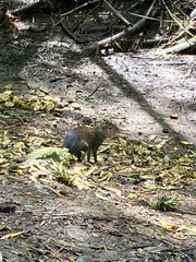 Dasyprocta punctata