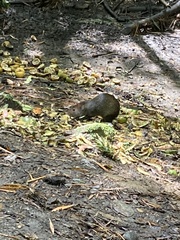 Dasyprocta punctata