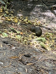Dasyprocta punctata