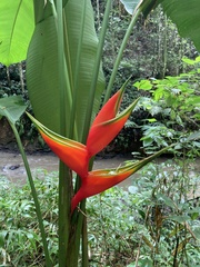 Heliconia bihai