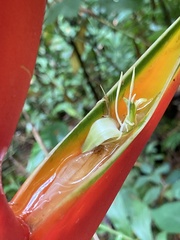 Heliconia bihai