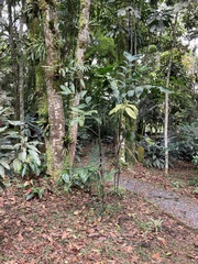 Chamaedorea pinnatifrons