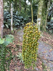 Chamaedorea pinnatifrons
